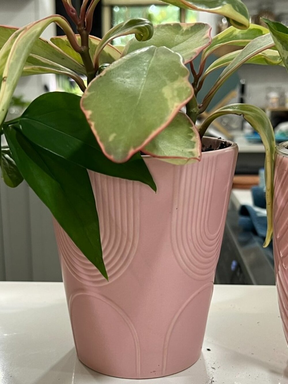 Large Pink Plant Pot